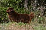 TERRE-NEUVE 618